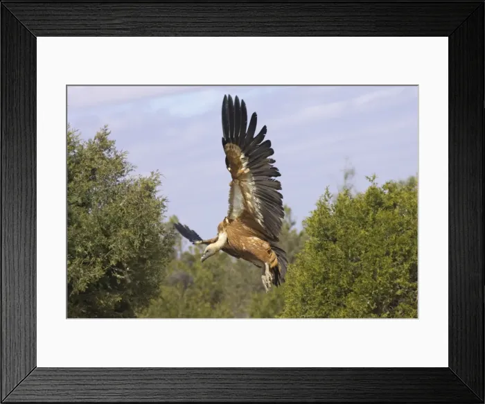 Framed Print : Griffon Vultures - Coming in to land at carcass Gyps fulvus WWF Reserve - Refugio de Rapaces Segovia, Spain BI008964 Framed Print : Griffon Vultures - Coming in to land at carcass Gyps fulvus WWF Reserve - Refugio de Rapaces Segovia, Spain BI008964