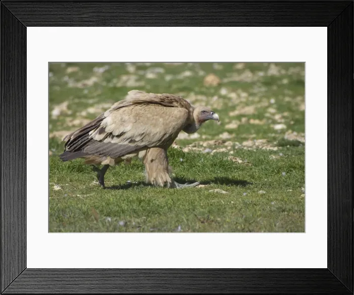 Framed Print : Griffon Vulture - Walking towards carcass Gyps fulvus Segovia, Spain BI009072 Framed Print : Griffon Vulture - Walking towards carcass Gyps fulvus Segovia, Spain BI009072