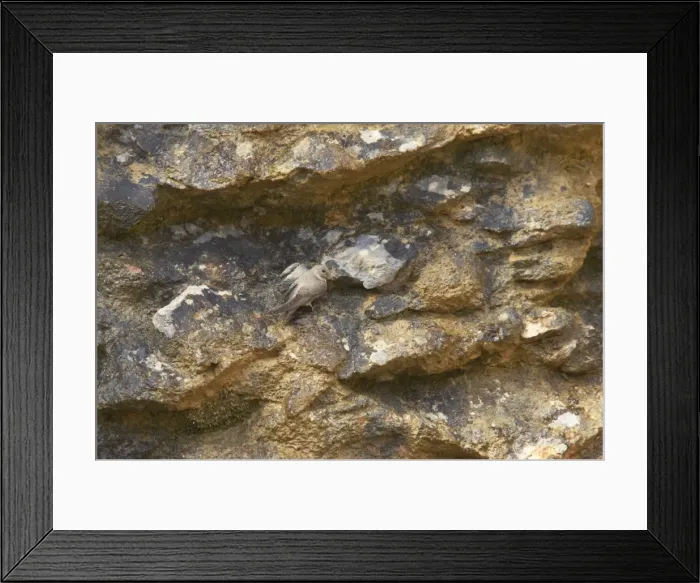 Framed Print : Crag Martin - On crag Hirundo rupestris Pyrenees, Spain BI009151 Framed Print : Crag Martin - On crag Hirundo rupestris Pyrenees, Spain BI009151