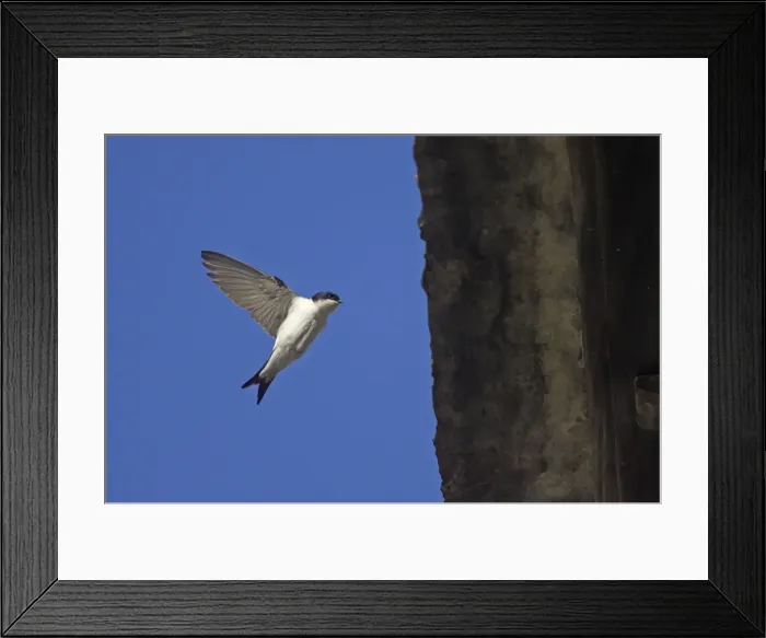 Framed Print : House Martin - Approaching nest under eaves Delichon urbica Pyrenees, Spain BI009300 Framed Print : House Martin - Approaching nest under eaves Delichon urbica Pyrenees, Spain BI009300