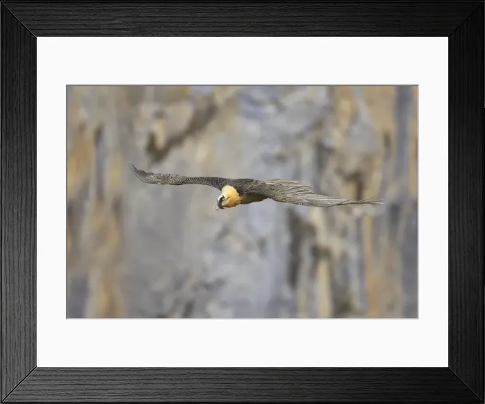 Framed Print : Lammergeier - In flight above limestone canyon Gypaetus barbatus Pyrenees, Spain BI009345 Framed Print : Lammergeier - In flight above limestone canyon Gypaetus barbatus Pyrenees, Spain BI009345