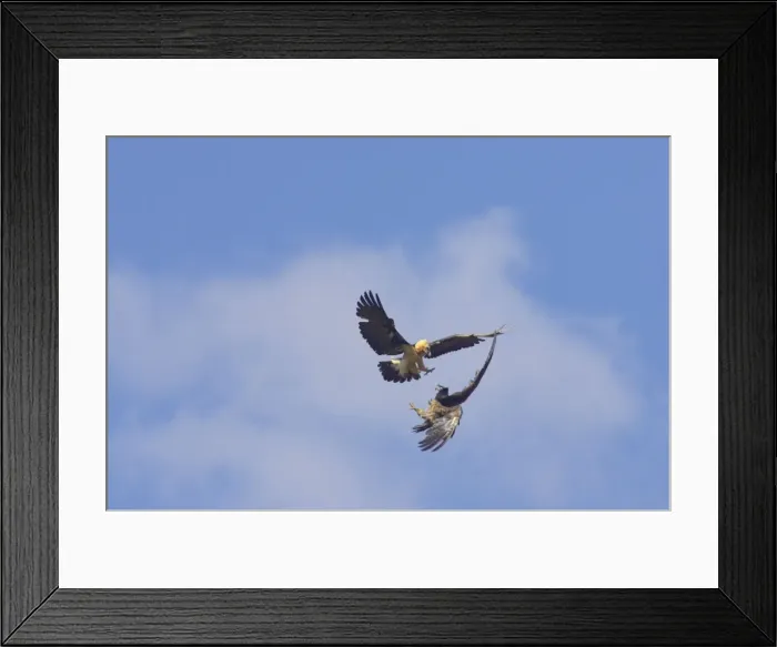 Framed Print : Lammergeier - Fighting in mid air Gypaetus barbatus Pyrenees, Spain BI009361 Framed Print : Lammergeier - Fighting in mid air Gypaetus barbatus Pyrenees, Spain BI009361