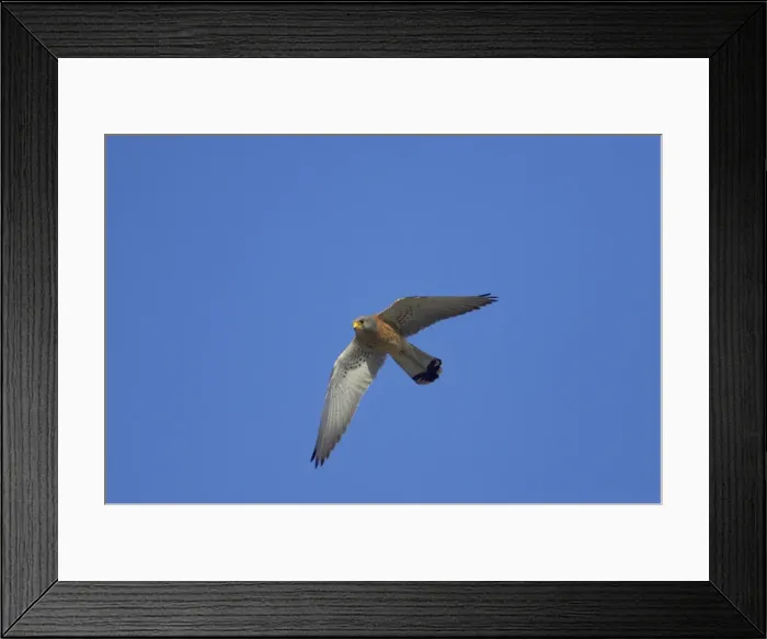 Framed Print : Lesser Kestrel - Male in flight Falco naumanni Extremadura, Spain BI009474 Framed Print : Lesser Kestrel - Male in flight Falco naumanni Extremadura, Spain BI009474