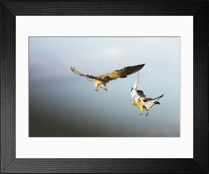 Framed Print : Lesser Kestrel - Pair playfighting in mid air Falco naumanni Extremadura, Spain BI009484 Framed Print : Lesser Kestrel - Pair playfighting in mid air Falco naumanni Extremadura, Spain BI009484