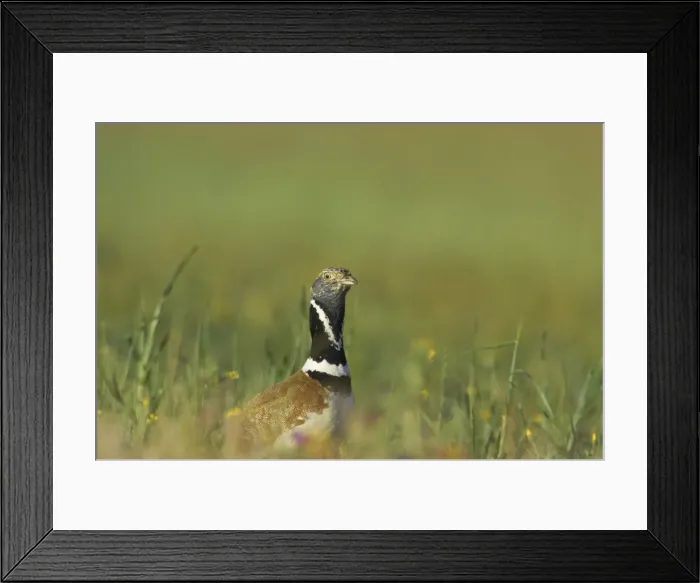 Framed Print : Little Bustard - Breeding male on territory Otis tetrax Extremadura, Spain BI009530 Framed Print : Little Bustard - Breeding male on territory Otis tetrax Extremadura, Spain BI009530