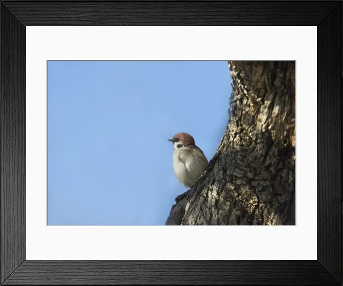Framed Print : Tree Sparrow Passer montanus Extramadura, Spain BI009547 Framed Print : Tree Sparrow Passer montanus Extramadura, Spain BI009547