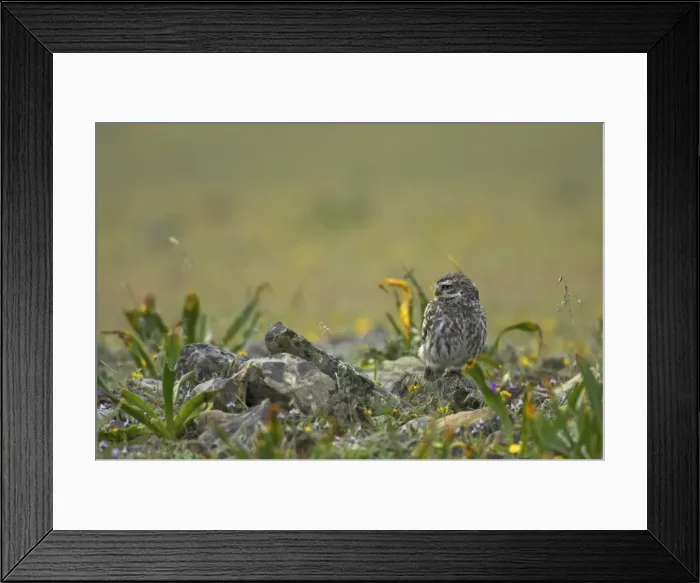Framed Print : Little Owl Athene noctua Extramadura, Spain BI009550 Framed Print : Little Owl Athene noctua Extramadura, Spain BI009550