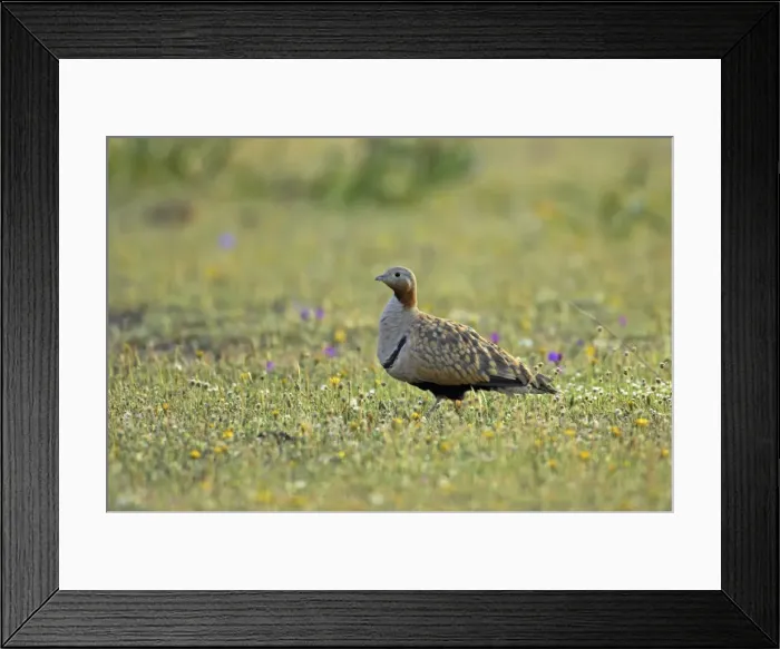 Framed Print : Black Bellied Sandgrouse Extremadura Spain BI009565 Framed Print : Black Bellied Sandgrouse Extremadura Spain BI009565