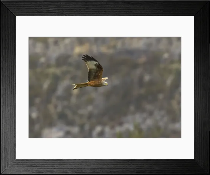 Framed Print : Red Kite in flight Milvus milvus Pyrenees, Spain BI009577 Framed Print : Red Kite in flight Milvus milvus Pyrenees, Spain BI009577