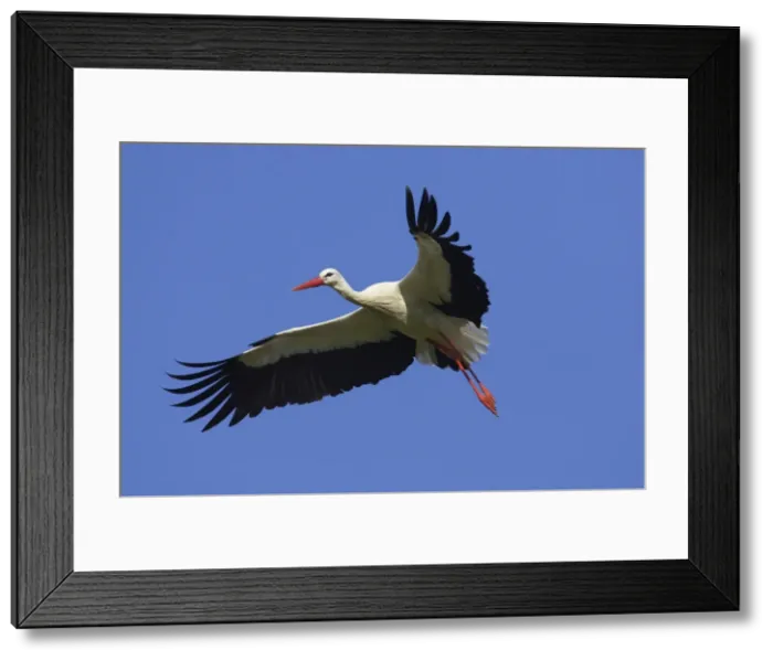 Framed Print : White Stork - Coming in to land Ciconia ciconia Extremadura, Spain BI009627 Framed Print : White Stork - Coming in to land Ciconia ciconia Extremadura, Spain BI009627