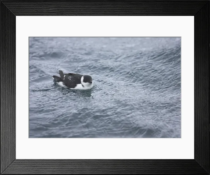 Framed Print : Little Auk - At Sea in Winter Alle alle Varanger Fjord, Norway BI013778 Framed Print : Little Auk - At Sea in Winter Alle alle Varanger Fjord, Norway BI013778