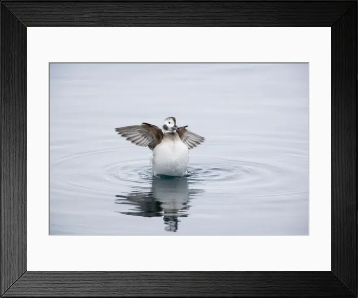 Framed Print : Long Tailed Duck or Oldsquaw - Female Flapping Wings Clangula hyemalis Varanger Fjord, Norway BI013780