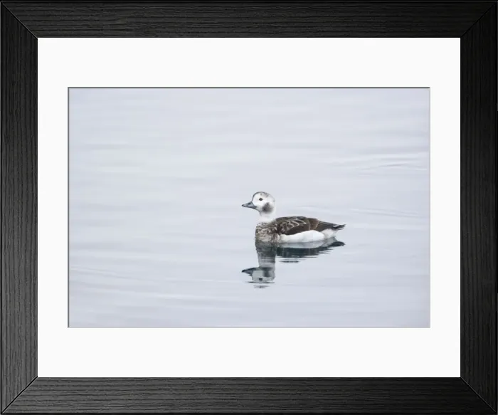 Framed Print : Long Tailed Duck or Oldsquaw - Female in Winter Plumage Clangula hyemalis Varanger Fjord, Norway BI013781 Framed Print : Long Tailed Duck or Oldsquaw - Female in Winter Plumage Clangula hyemalis Varanger Fjord, Norway BI013781