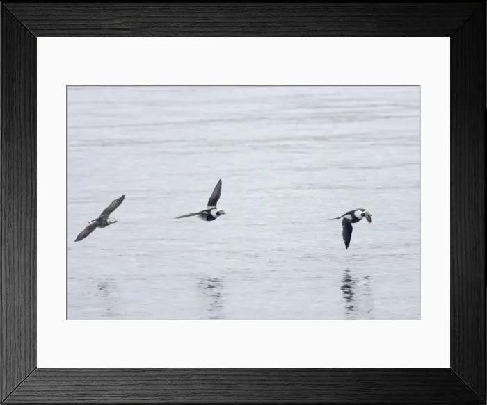 Framed Print : Long Tailed Duck or Oldsquaw - In Flight Clangula hyemalis Varanger Fjord, Norway BI013783 Framed Print : Long Tailed Duck or Oldsquaw - In Flight Clangula hyemalis Varanger Fjord, Norway BI013783