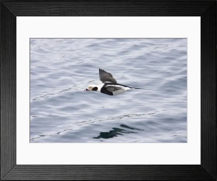 Framed Print : Long Tailed Duck or Oldsquaw - In Flight Clangula hyemalis Varanger Fjord, Norway BI013786 Framed Print : Long Tailed Duck or Oldsquaw - In Flight Clangula hyemalis Varanger Fjord, Norway BI013786