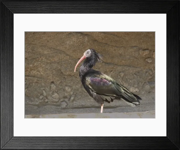 Framed Print : Northern Bald Ibis Geronticus eremita Apenheul Netherlands BI014015 Framed Print : Northern Bald Ibis Geronticus eremita Apenheul Netherlands BI014015