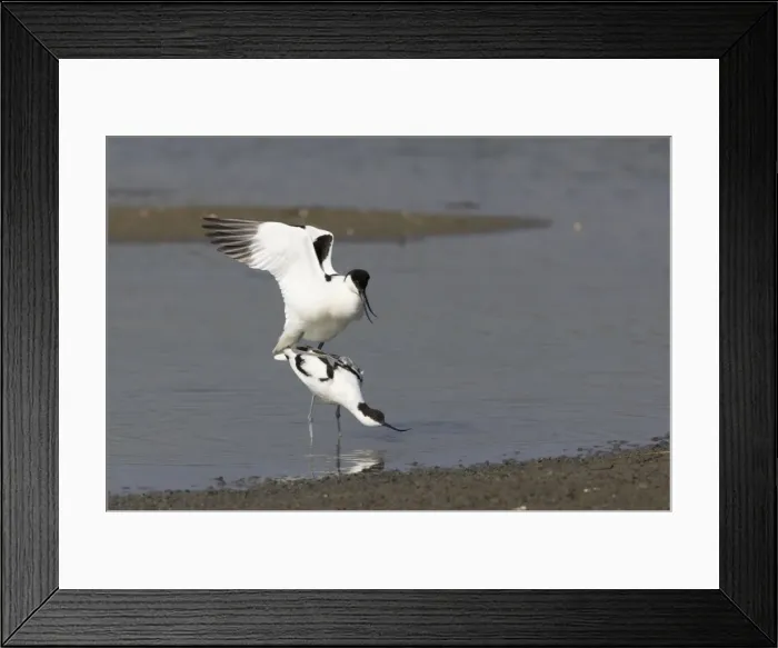 Framed Print : Avocet - Mating Recurvirostra avocetta Texel, Netherlands BI014056 Framed Print : Avocet - Mating Recurvirostra avocetta Texel, Netherlands BI014056