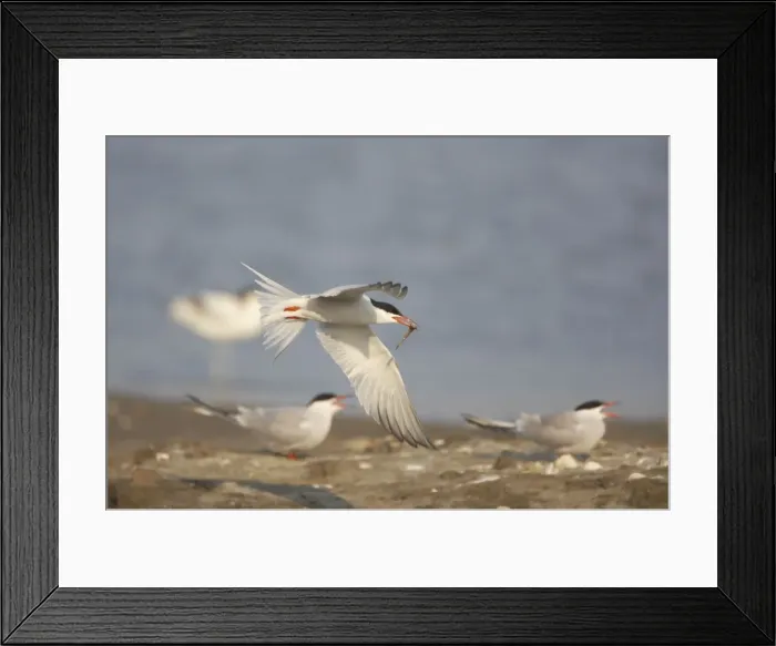 Framed Print : Common Tern - Male bringing food for female Sterna hirundo Texel, Netherlands BI014088 Framed Print : Common Tern - Male bringing food for female Sterna hirundo Texel, Netherlands BI014088