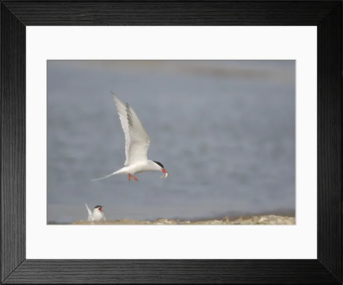 Framed Print : Common Tern - Male bringing food for female Sterna hirundo Texel, Netherlands BI014089 Framed Print : Common Tern - Male bringing food for female Sterna hirundo Texel, Netherlands BI014089