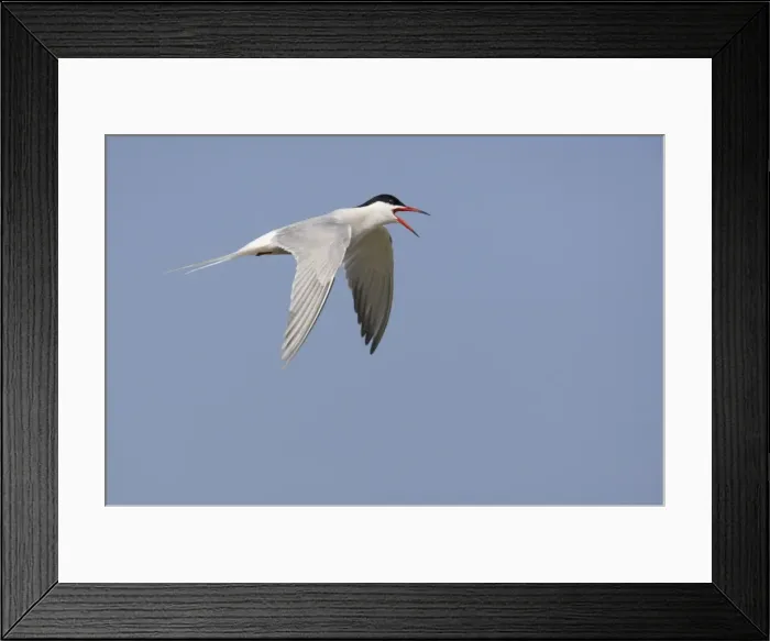Framed Print : Common Tern - Calling in flight Sterna hirundo Texel, Netherlands BI014112