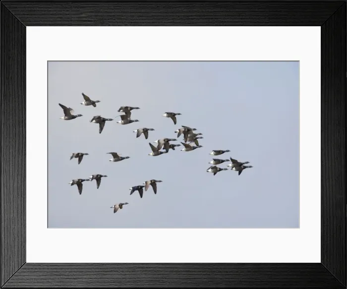Framed Print : Brent Geese - Flock in flight Branta bernicla Texel, Netherlands BI014131 Framed Print : Brent Geese - Flock in flight Branta bernicla Texel, Netherlands BI014131