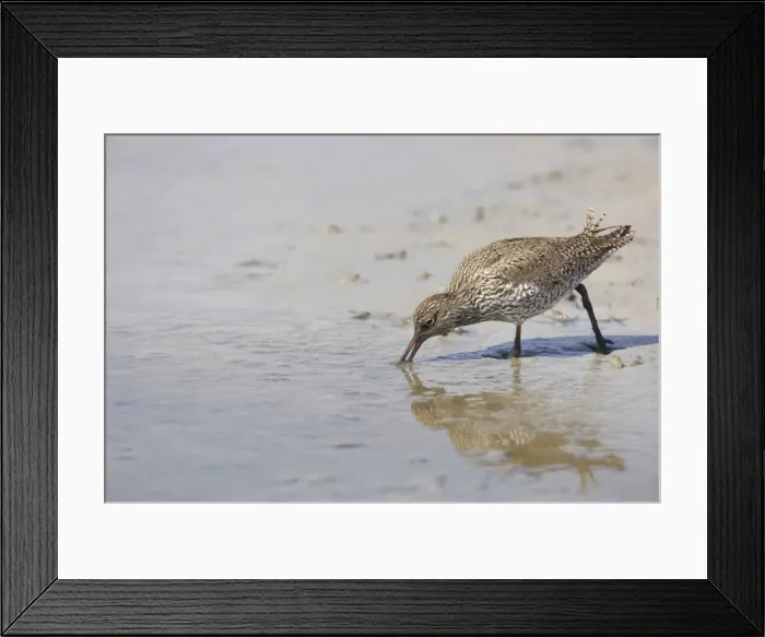 Framed Print : Redshank - Searching for food on soft mud Tringa toranus Texel, Netherlands BI014138 Framed Print : Redshank - Searching for food on soft mud Tringa toranus Texel, Netherlands BI014138