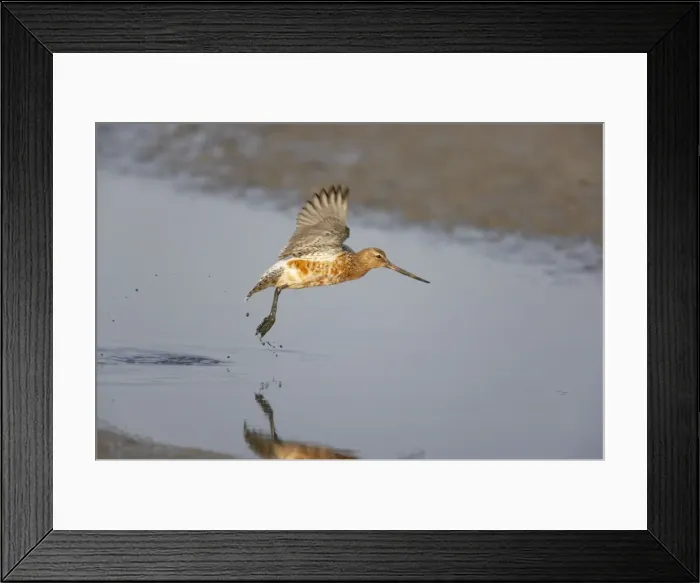 Framed Print : Black Tailed Godwit - Taking off Limose limosa Texel, Netherlands BI014152 Framed Print : Black Tailed Godwit - Taking off Limose limosa Texel, Netherlands BI014152