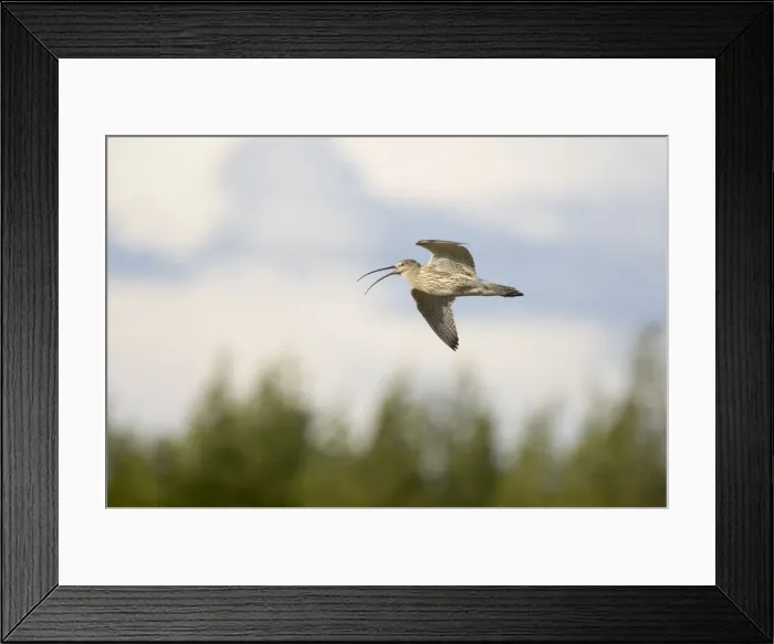 Framed Print : Curlew - Calling In Flight Numenius arquata Oulu Region, Finland BI014290 Framed Print : Curlew - Calling In Flight Numenius arquata Oulu Region, Finland BI014290