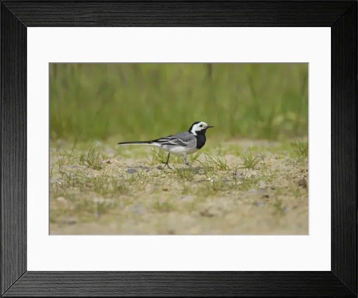 Framed Print : White Wagtail - Catching Insects Motacilla alba alba Finland BI014373 Framed Print : White Wagtail - Catching Insects Motacilla alba alba Finland BI014373