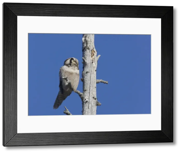 Framed Print : Hawk Owl Surnia ulula Northern Finland BI014413 Framed Print : Hawk Owl Surnia ulula Northern Finland BI014413
