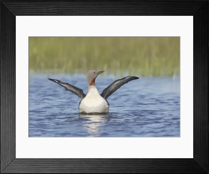 Framed Print : Red Throated Diver - Flapping Wings Gavia stellata Finland BI014453 Framed Print : Red Throated Diver - Flapping Wings Gavia stellata Finland BI014453