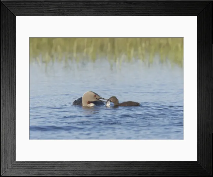 Framed Print : Red Throated Diver - Feeding Fish to Chick Gavia stellata Finland BI014510 Framed Print : Red Throated Diver - Feeding Fish to Chick Gavia stellata Finland BI014510