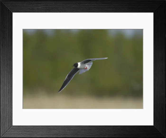 Framed Print : Little Gull - In Flight Larus minutus Hailuoto Island, Finland BI014550 Framed Print : Little Gull - In Flight Larus minutus Hailuoto Island, Finland BI014550