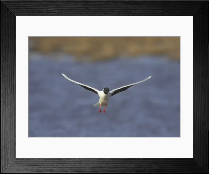 Framed Print : Little Gull - In Flight Larus minutus Hailuoto Island, Finland BI014557 Framed Print : Little Gull - In Flight Larus minutus Hailuoto Island, Finland BI014557