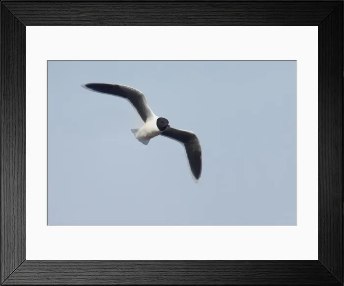 Framed Print : Little Gull - In Flight Larus minutus Hailuoto Island, Finland BI014572 Framed Print : Little Gull - In Flight Larus minutus Hailuoto Island, Finland BI014572