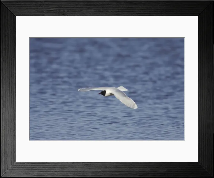 Framed Print : Little Gull - In Flight Larus minutus Hailuoto Island, Finland BI014573 Framed Print : Little Gull - In Flight Larus minutus Hailuoto Island, Finland BI014573