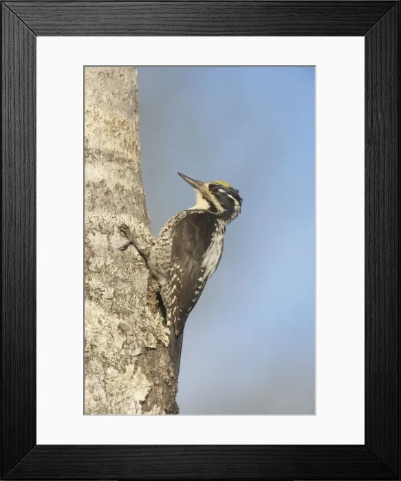 Framed Print : Three-Toed Woodpecker - Male Picoides tridactylus Oulu Region, Finland BI014641 Framed Print : Three-Toed Woodpecker - Male Picoides tridactylus Oulu Region, Finland BI014641
