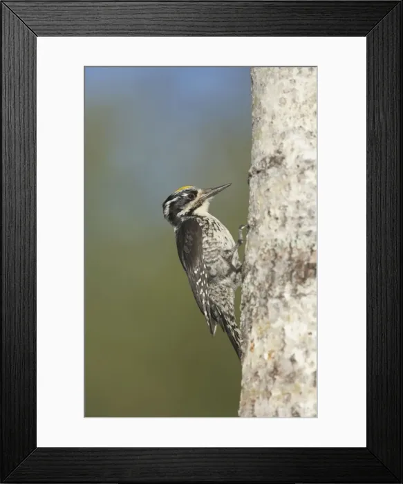 Framed Print : Three-Toed Woodpecker - Male Picoides tridactylus Oulu Region, Finland BI014649 Framed Print : Three-Toed Woodpecker - Male Picoides tridactylus Oulu Region, Finland BI014649