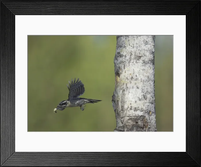 Framed Print : Three-Toed Woodpecker - Removing Excreta from Nest Hole Picoides tridactylus Oulu Region, Finland BI014683 Framed Print : Three-Toed Woodpecker - Removing Excreta from Nest Hole Picoides tridactylus Oulu Region, Finland BI014683