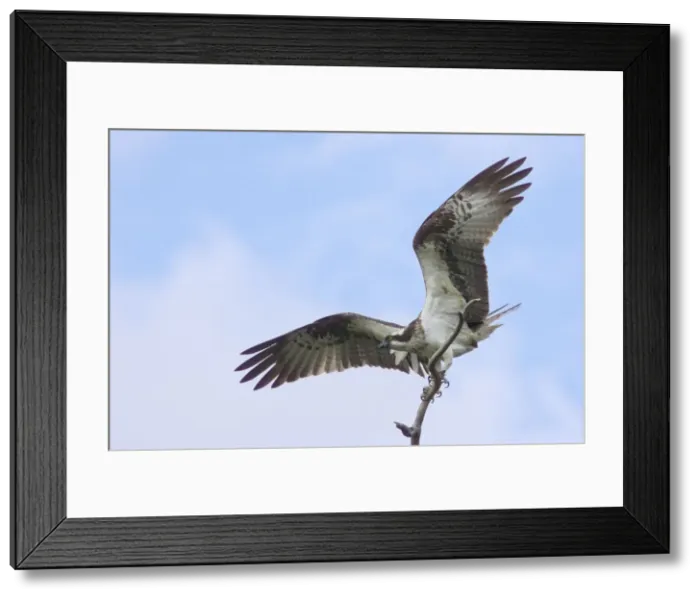 Framed Print : Osprey - Perching on Dead Tree Pandion haliaetus Finland BI014776 Framed Print : Osprey - Perching on Dead Tree Pandion haliaetus Finland BI014776