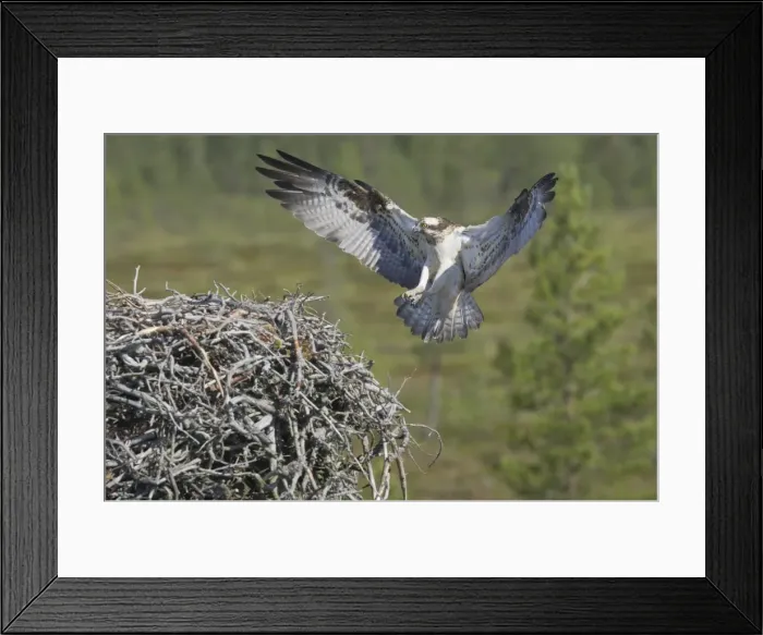 Framed Print : Osprey - Female Coming in to Nest Pandion haliaetus Finland BI014830 Framed Print : Osprey - Female Coming in to Nest Pandion haliaetus Finland BI014830