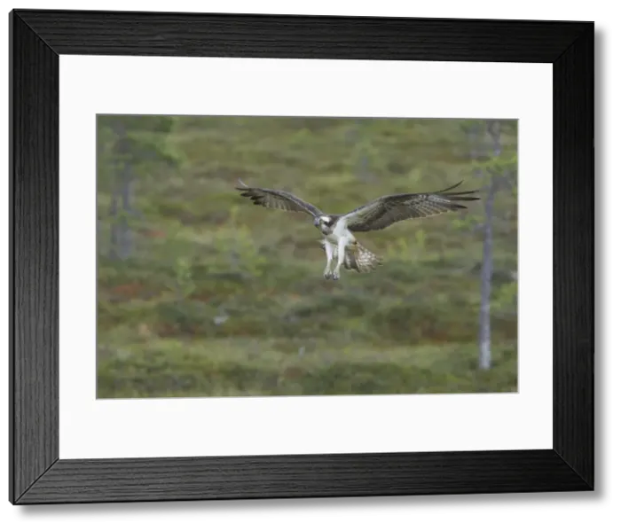 Framed Print : Osprey - Coming in to Perch Pandion haliaetus Finland BI014844 Framed Print : Osprey - Coming in to Perch Pandion haliaetus Finland BI014844