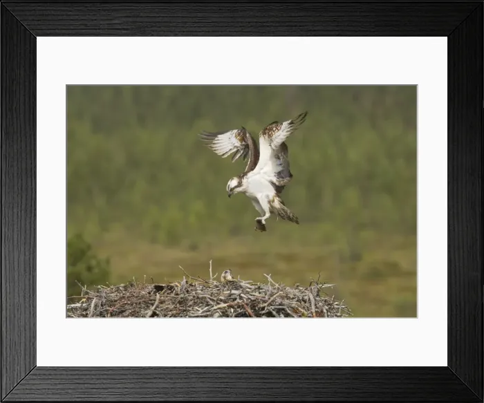 Framed Print : Osprey - Bringing Fish to Nest Pandion haliaetus Finland BI014811 Framed Print : Osprey - Bringing Fish to Nest Pandion haliaetus Finland BI014811