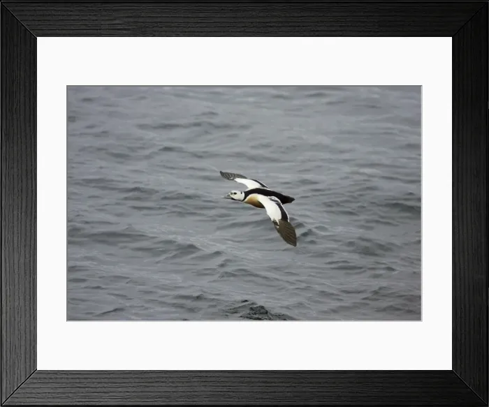 Framed Print : Steller's Eider - In flight Polysticta stelleri Varanger Fjord, Norway BI013880 Framed Print : Steller's Eider - In flight Polysticta stelleri Varanger Fjord, Norway BI013880