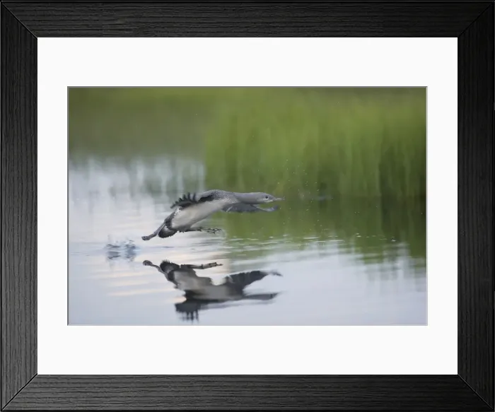 Framed Print : Red Throated Diver - Large Chick Practicing Take Off Gavia stellata Finland BI014950 Framed Print : Red Throated Diver - Large Chick Practicing Take Off Gavia stellata Finland BI014950