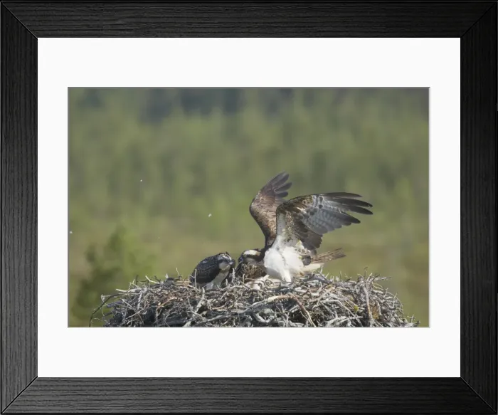 Framed Print : Osprey - Female Coming in to Nest Pandion haliaetus Finland BI014828 Framed Print : Osprey - Female Coming in to Nest Pandion haliaetus Finland BI014828