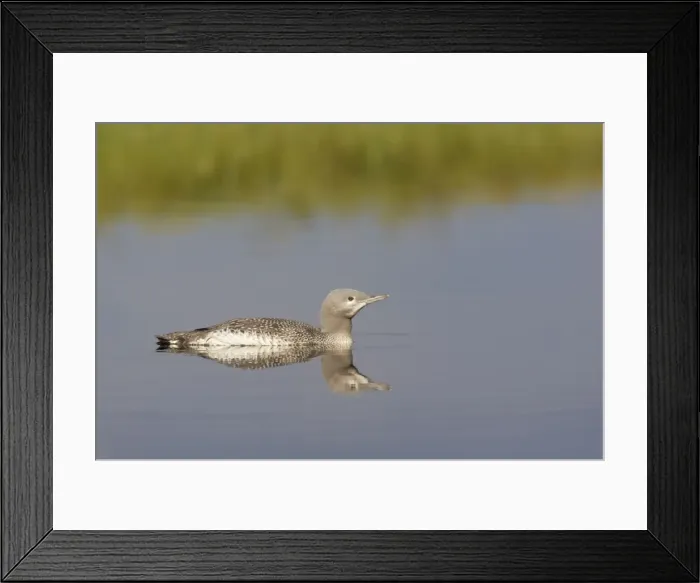 Framed Print : Red Throated Diver - Large Chick Gavia stellata Finland BI014941 Framed Print : Red Throated Diver - Large Chick Gavia stellata Finland BI014941