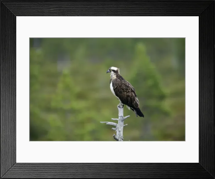 Framed Print : Osprey Pandion haliaetus Finland BI014866 Framed Print : Osprey Pandion haliaetus Finland BI014866