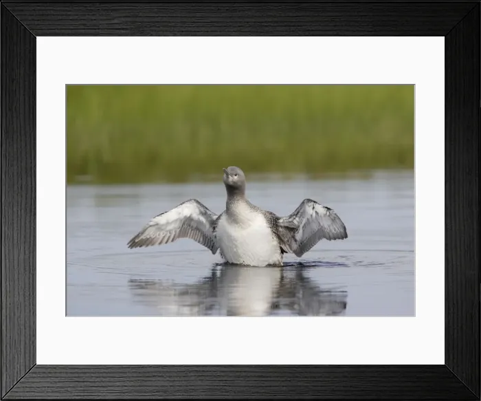 Framed Print : Red Throated Diver - Large Chick Stretching Wings Gavia stellata Finland BI014930 Framed Print : Red Throated Diver - Large Chick Stretching Wings Gavia stellata Finland BI014930