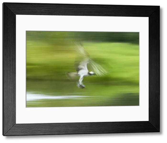 Framed Print : Osprey - Catching Fish (Slow Pan) Pandion haliaetus Finland BI014799 Framed Print : Osprey - Catching Fish (Slow Pan) Pandion haliaetus Finland BI014799